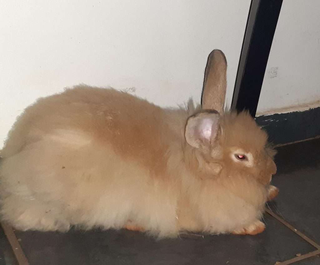 Coelho perdido é resgatado no Brasília
