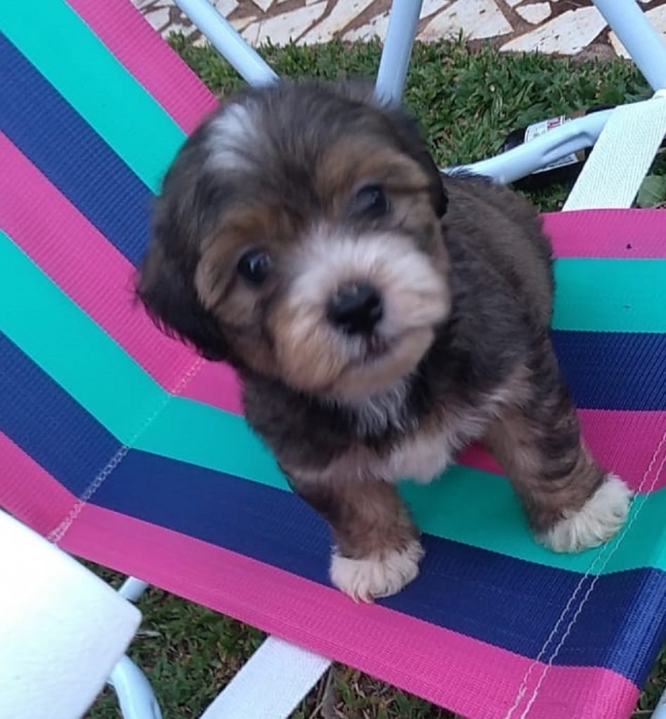 Internauta procura por cachorro que sumiu no Esmeralda