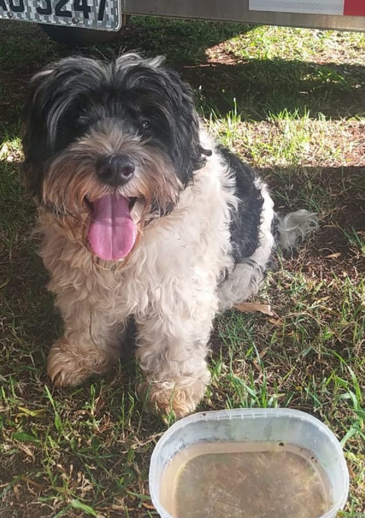 Internauta tenta localizar o dono desse cachorro