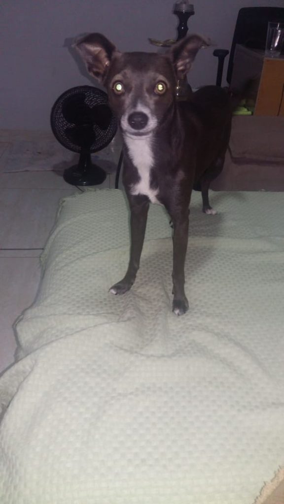 Internauta procura pela YUKI que fugiu na última madrugada