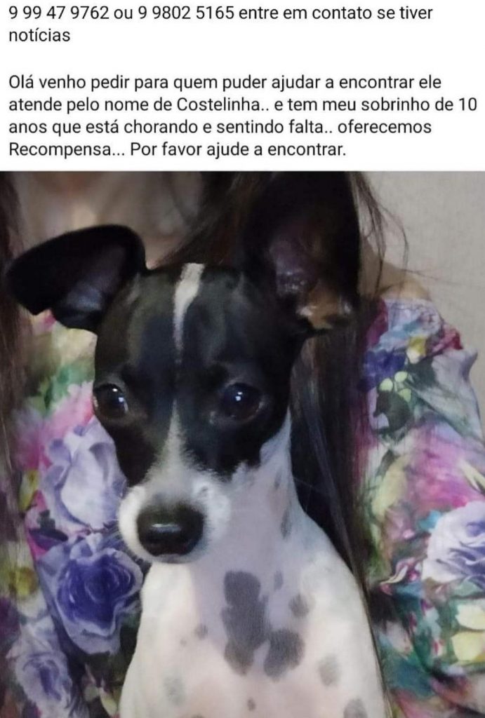 Mulher oferece recompensa para quem localizar cachorro que sumiu