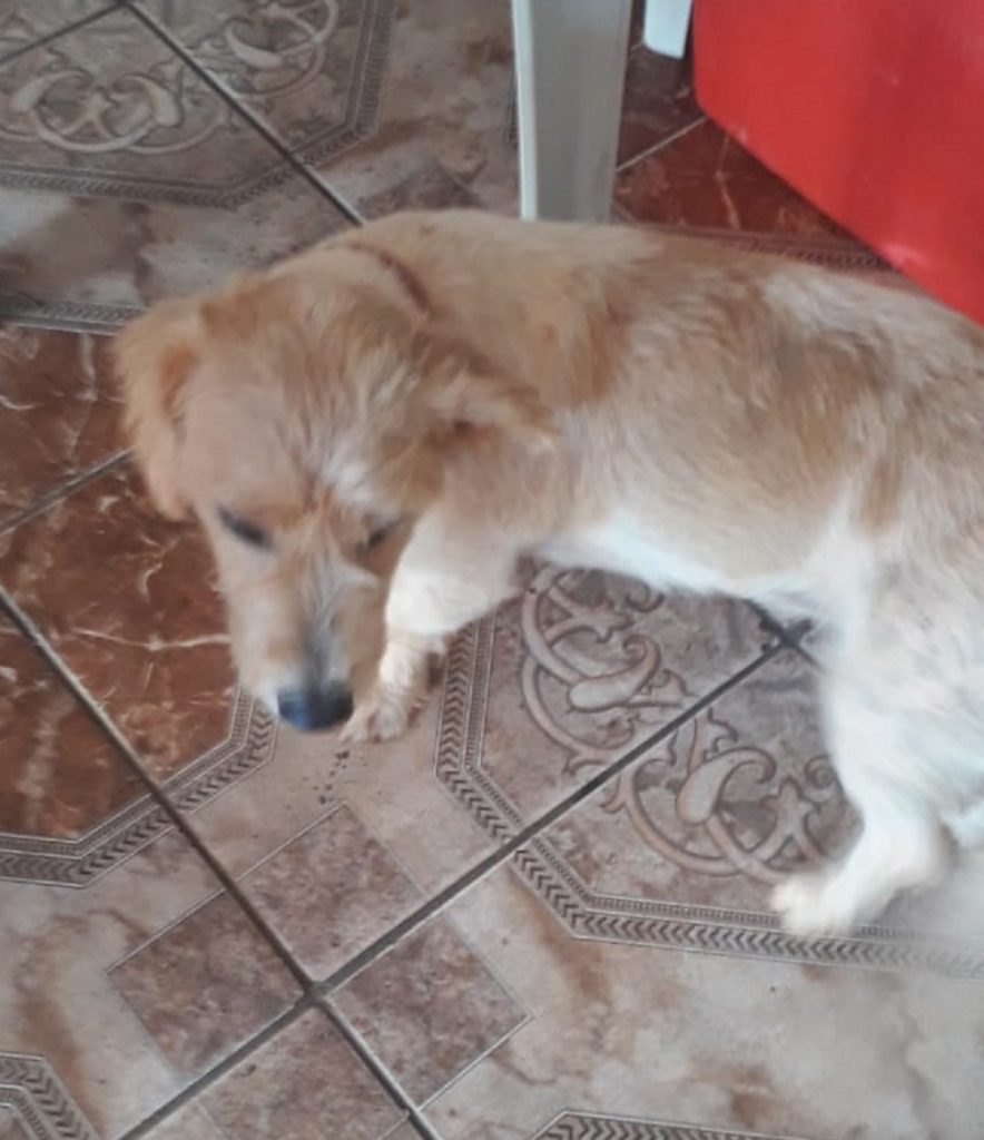 Mulher procura dono desse cachorro
