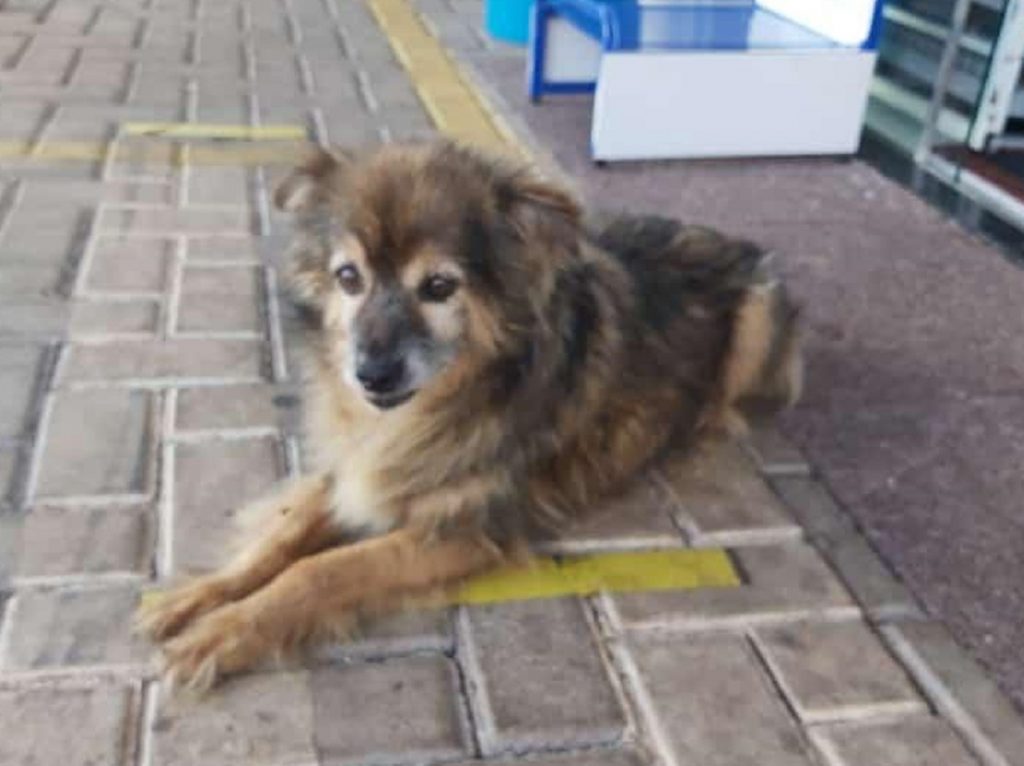 Rapaz procura dono desse cão que foi localizado na Av. Carlos Gomes