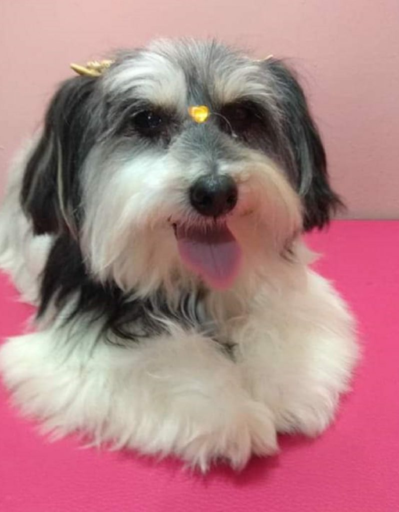 Internauta procura por cachorra que sumiu no Interlagos