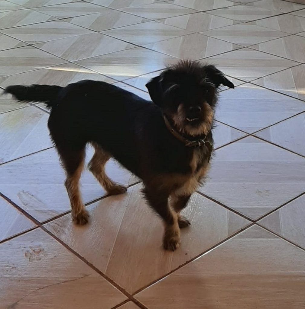 Internauta procura pelo cachorro Thor que fugiu