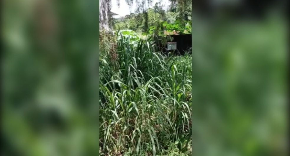 Moradora relata riscos por causa de terreno abandonado ao lado de sua casa