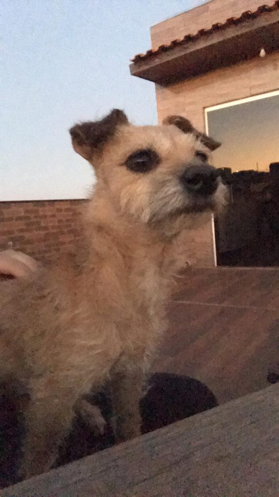 Tutora pede ajuda para localizar a cachorrinha ‘Purga’, que desapareceu no Reveillon