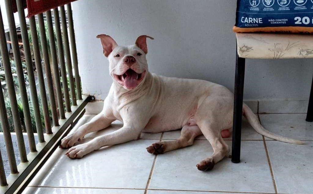 Cão da raça pitbull está desaparecido e donos pedem ajuda para localizá-lo