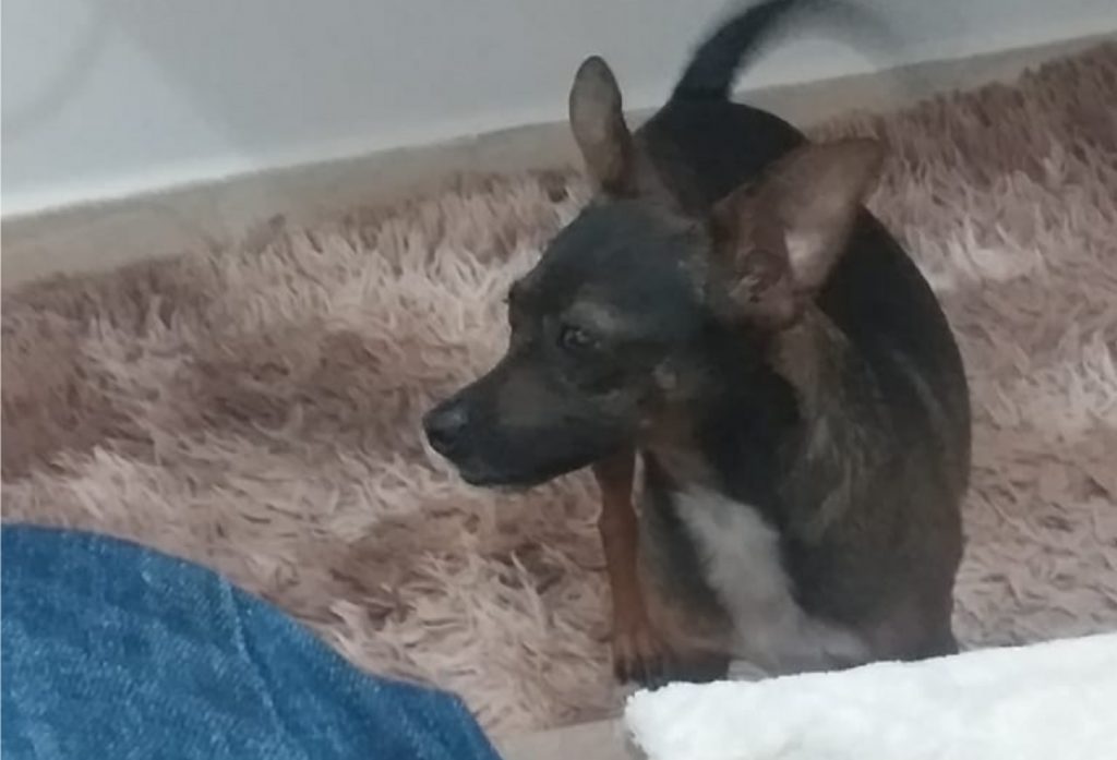 Cachorrinha ‘Lola’ desapareceu na região do Loteamento Belmonte