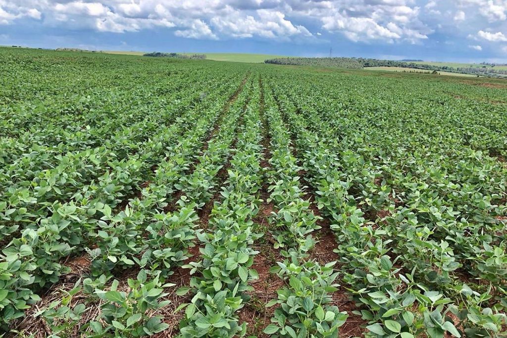 Lodo de esgoto beneficia agricultores há 10 anos, no Noroeste