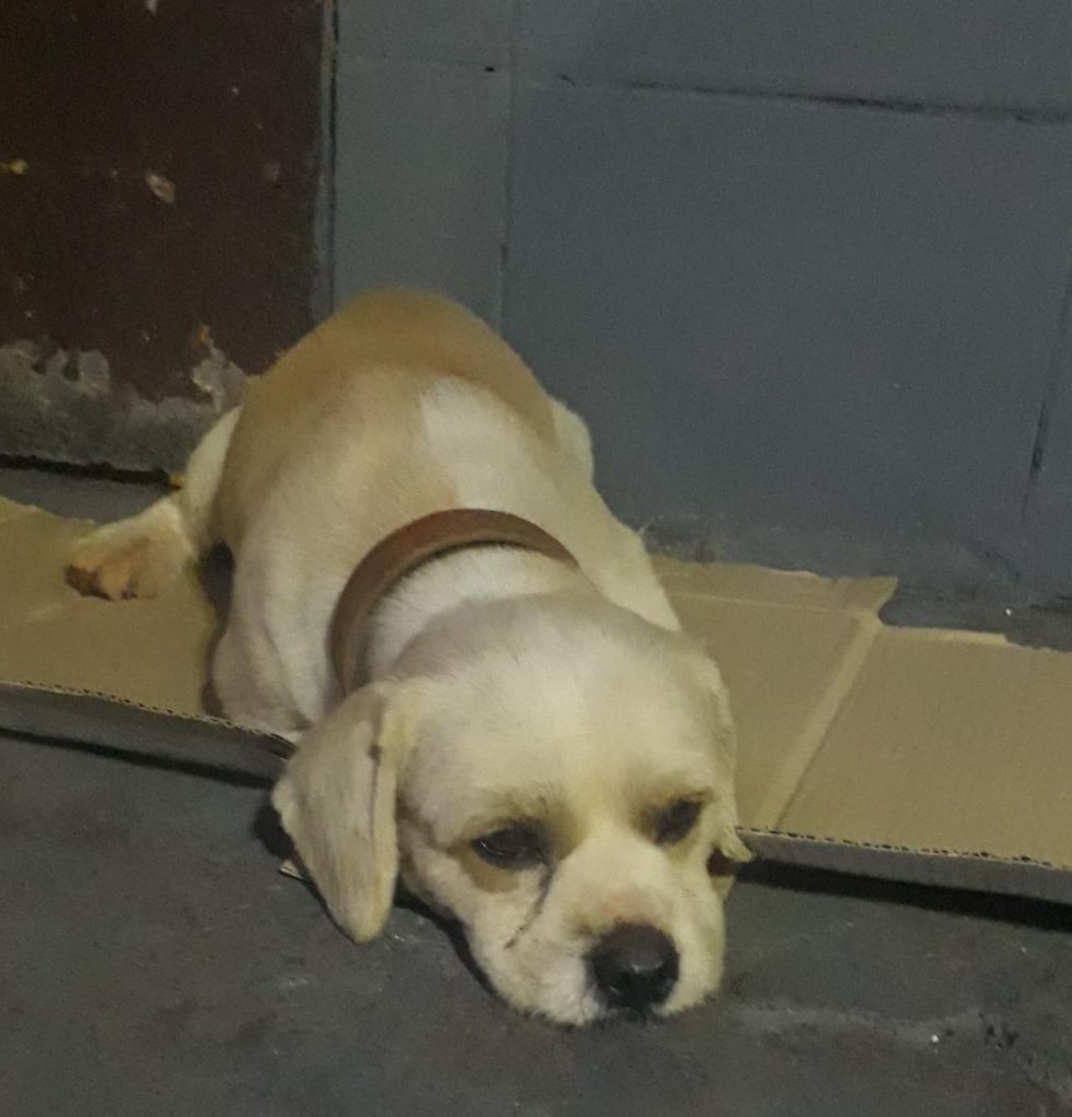 Cachorrinho foi encontrado no Bairro Brasília