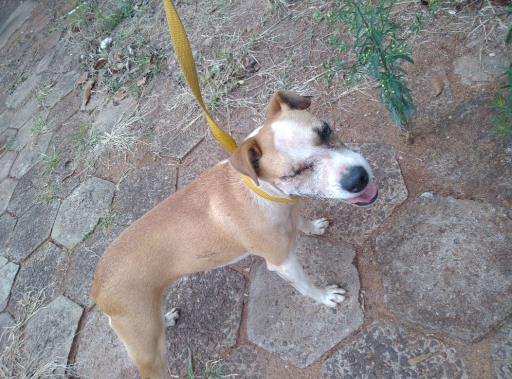 Cachorrinha foi encontrada na Rua Erechim, no Centro