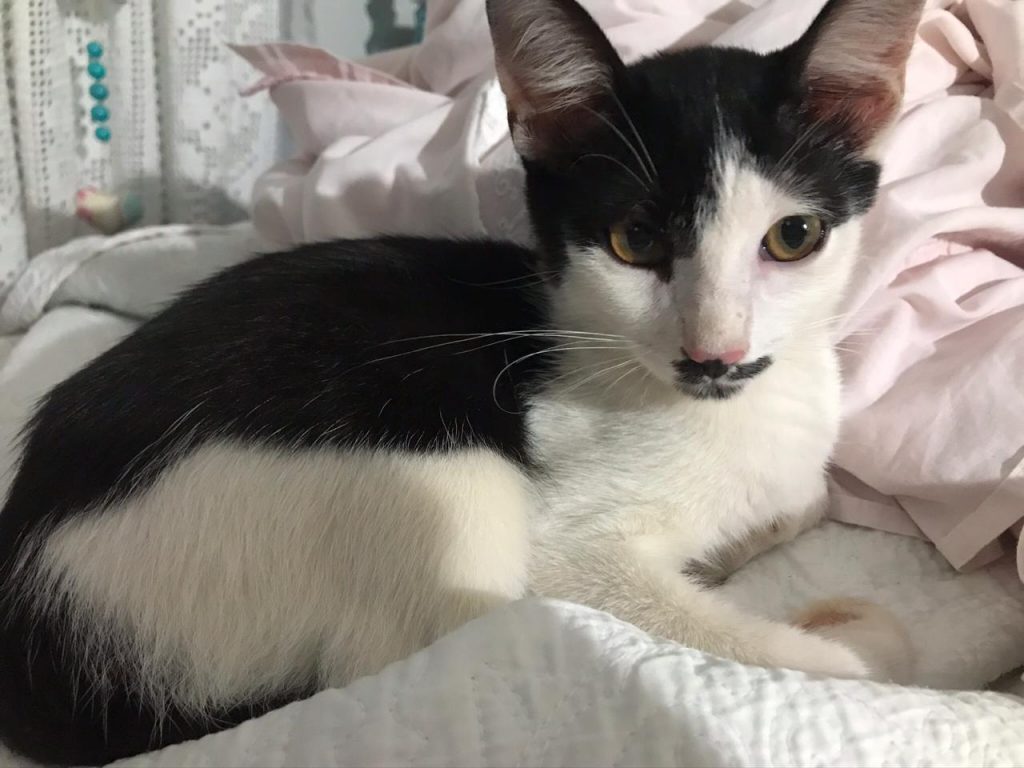 Gato é encontrado no Pioneiros Catarinenses