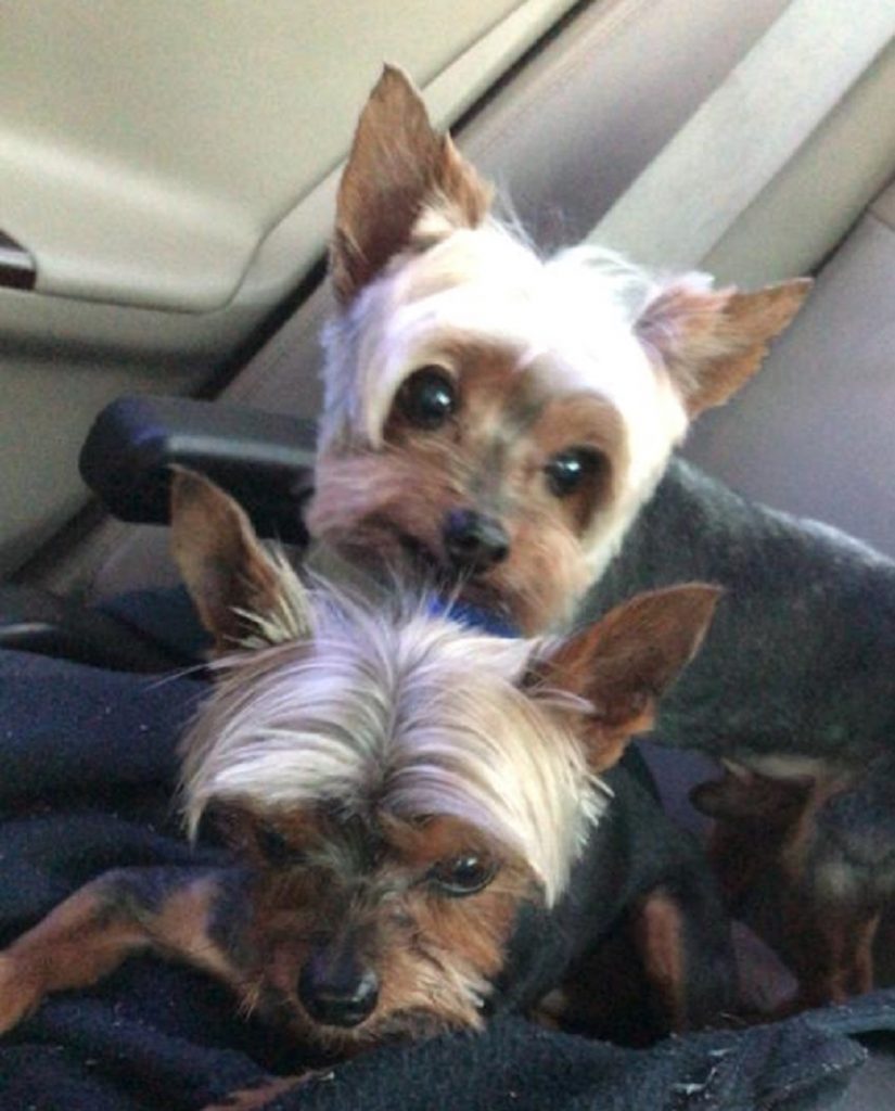 Mulher procura por dois cães da raça yorkshire