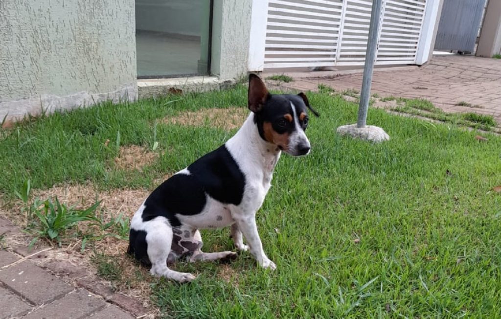 Cachorrinho é encontrado na Vila Tolentino e internauta procura pelo dono
