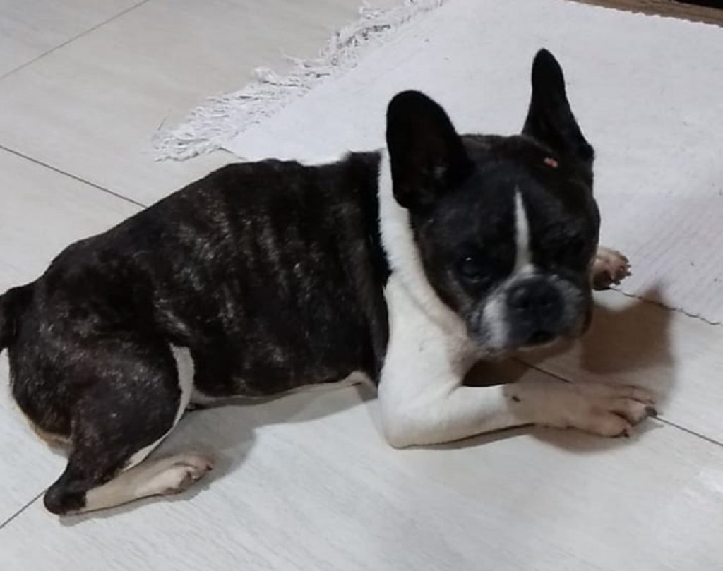 Rapaz encontra cachorra na Av. Brasil e procura pelo dono