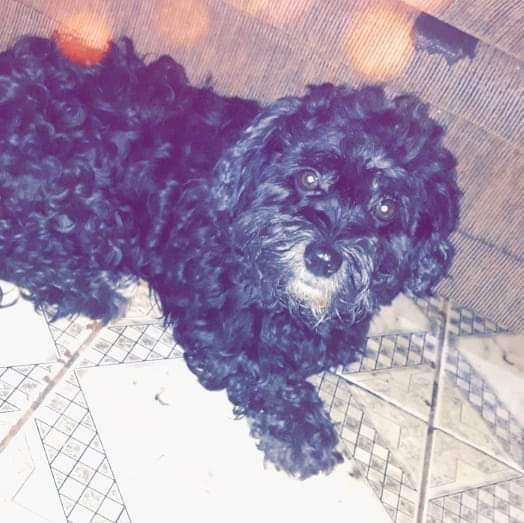 Cachorrinha ‘Pity’ está desaparecida no Interlagos