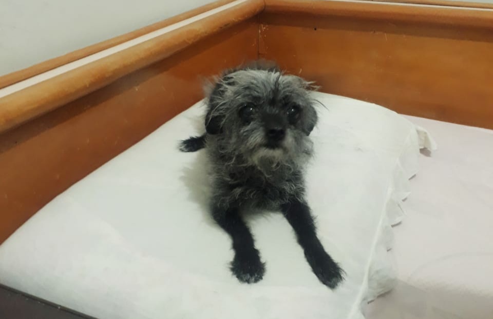 Cachorrinha está desaparecida no Jardim Alvorada