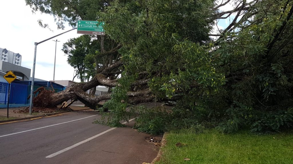Queda de árvore interdita trecho da Rua Marechal Cândido Rondon, no Bairro Cancelli