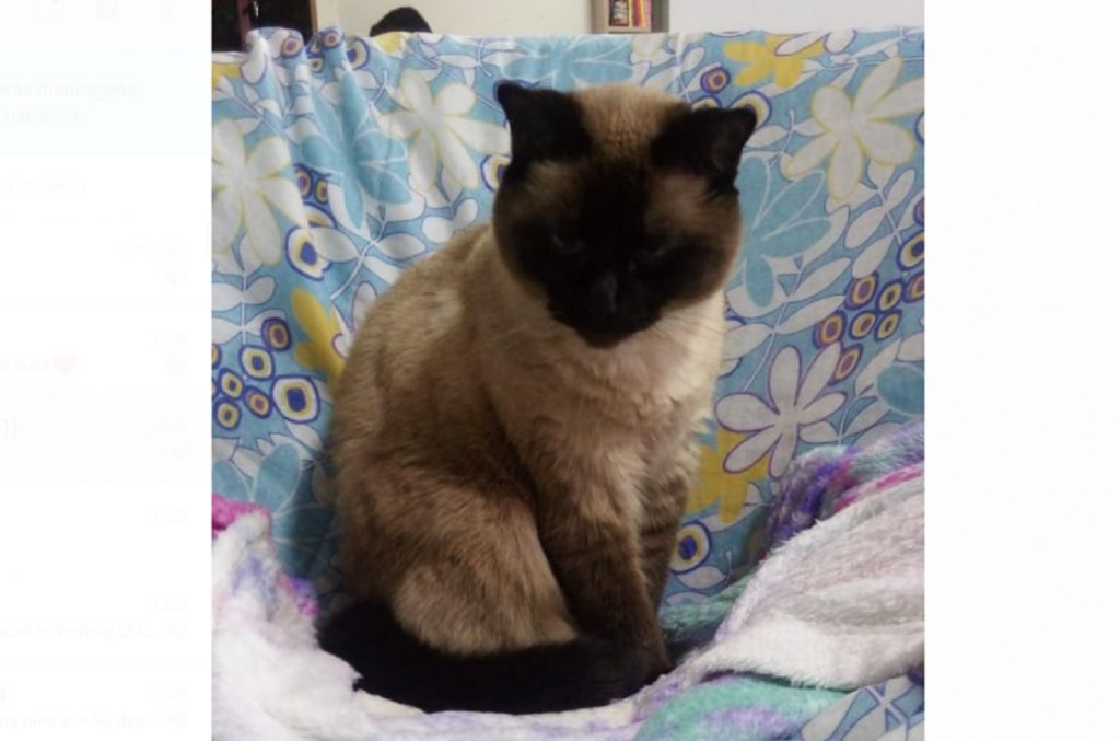 Gata sumiu nas proximidades da Rua Francisco Beltrão, no Bairro Pacaembu