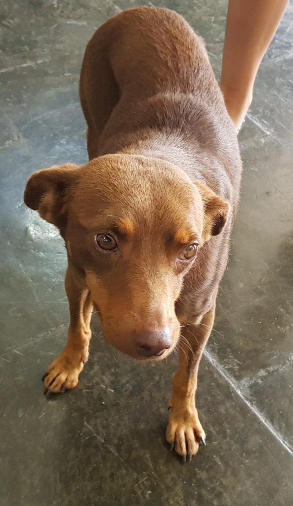 Cachorro foi encontrado próximo a rodoviária