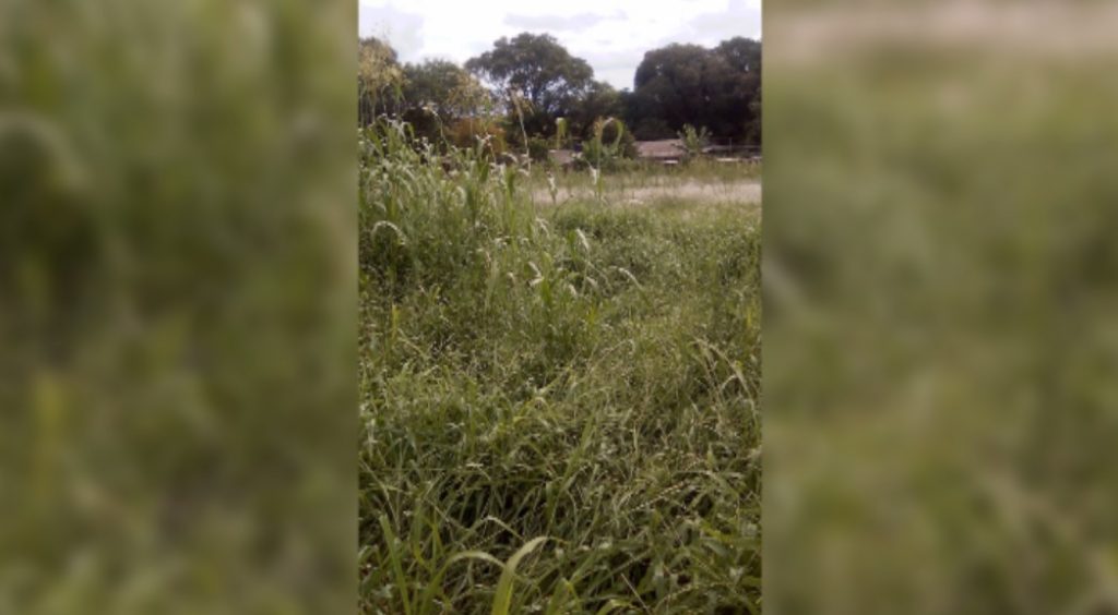 Morador está preocupado com matagal no Lago Azul; cobra cascavel e escorpião foram encontrados