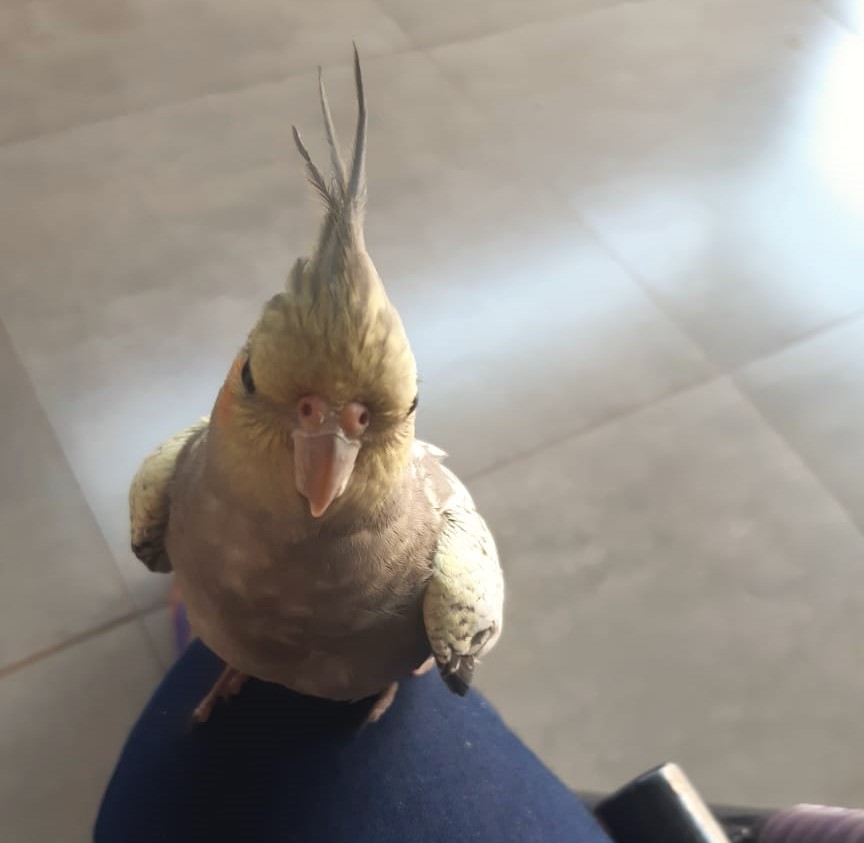 Calopsita está perdida no Bairro Santa Felicidade