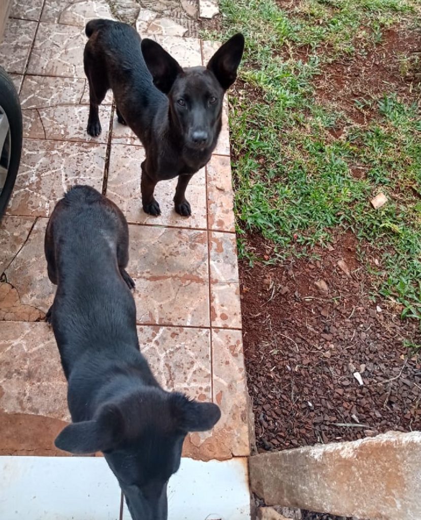 Internauta procura dono de duas cachorras que estavam perdidas perto da subestação da Copel