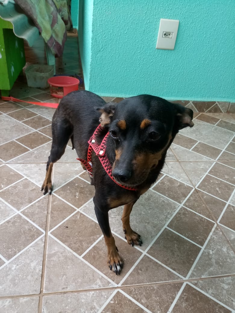Pinscher fêmea foi resgatada no Riviera, nas proximidades do Florais Imagem referente a Pinscher fêmea foi resgatada no Riviera, nas proximidades do Florais