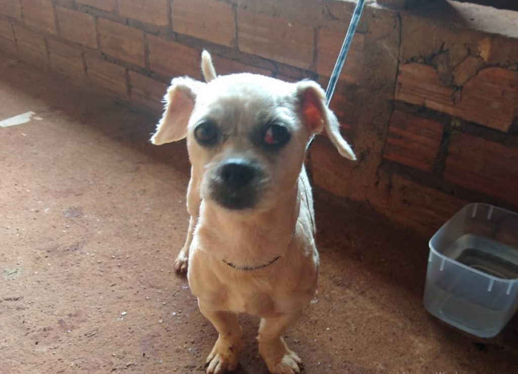 Cãozinho foi encontrado perto do Centro de Convenções e Eventos, no Bairro Pacaembu