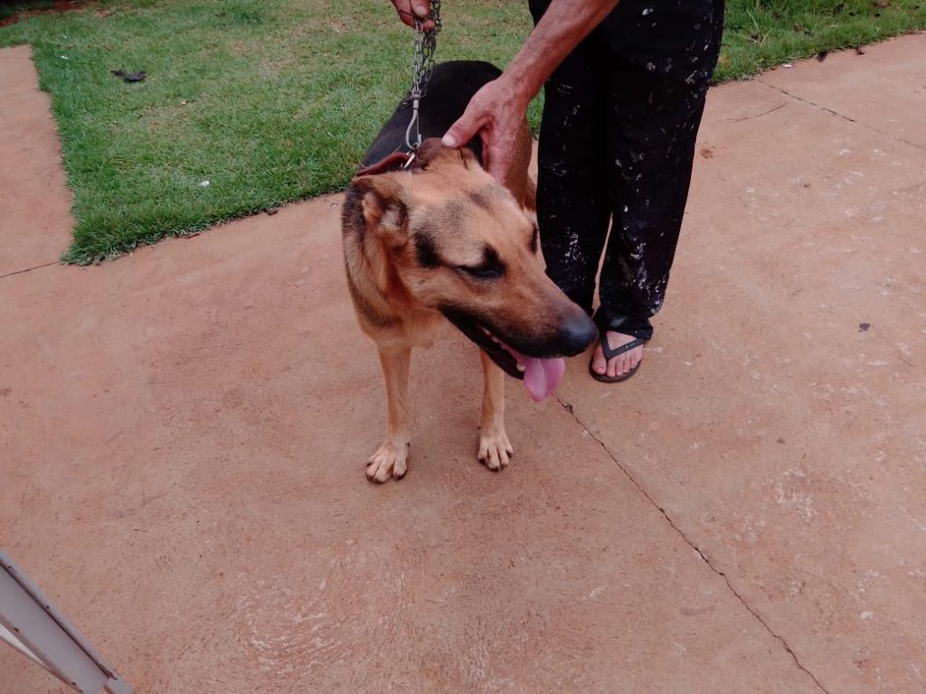 Cachorro Pastor Alemão é encontrado no Universitário