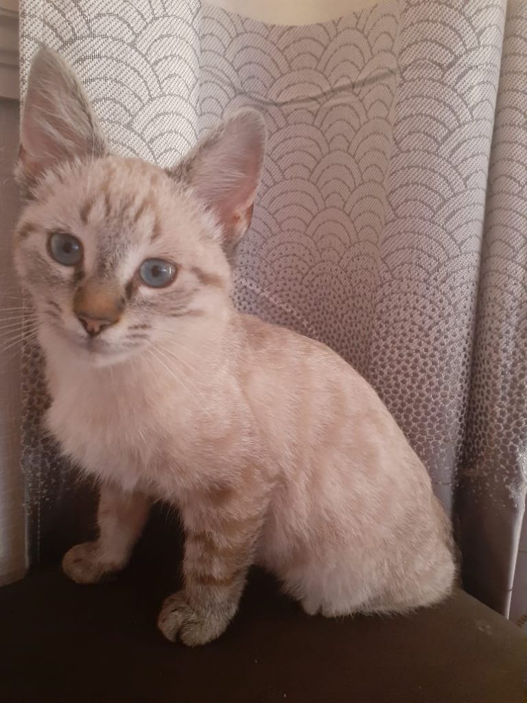 Gatinho sumiu no Jardim Itália