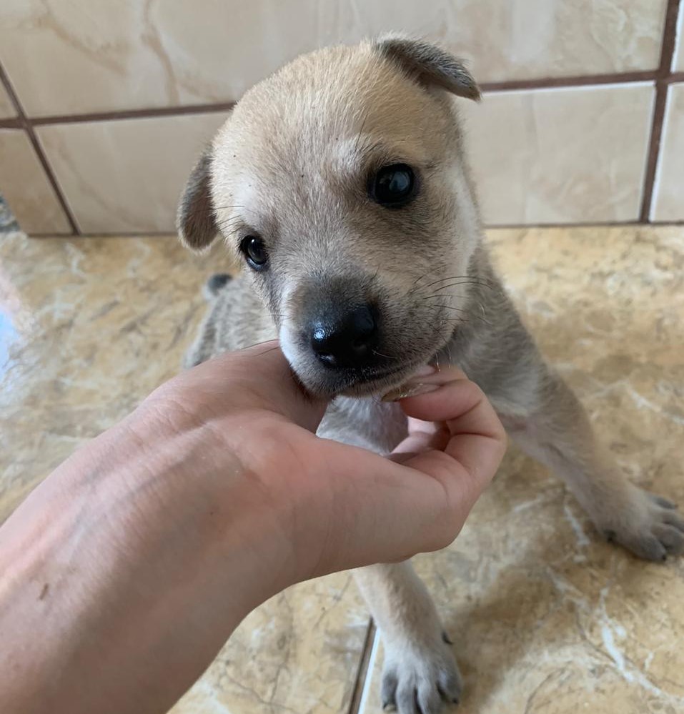 Filhote de cachorro é encontrado no Parque verde