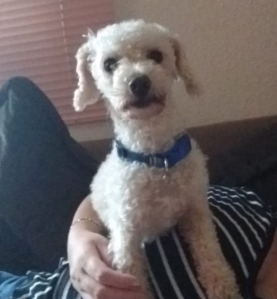 Cachorrinha com coleira de identificação sumiu no Florais do Paraná