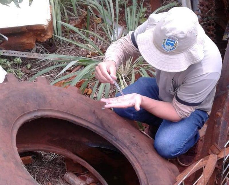 Palotina com alto risco para epidemia de Dengue