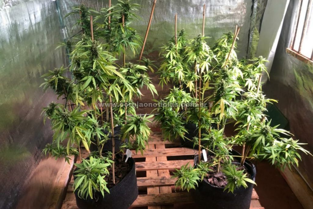 Polícia Civil descobre plantação de maconha em Marialva