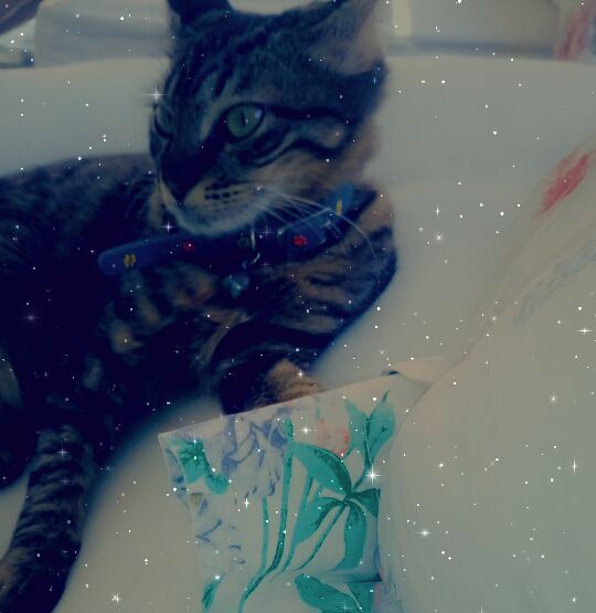 Gatinho está desaparecido no Bairro Periolo