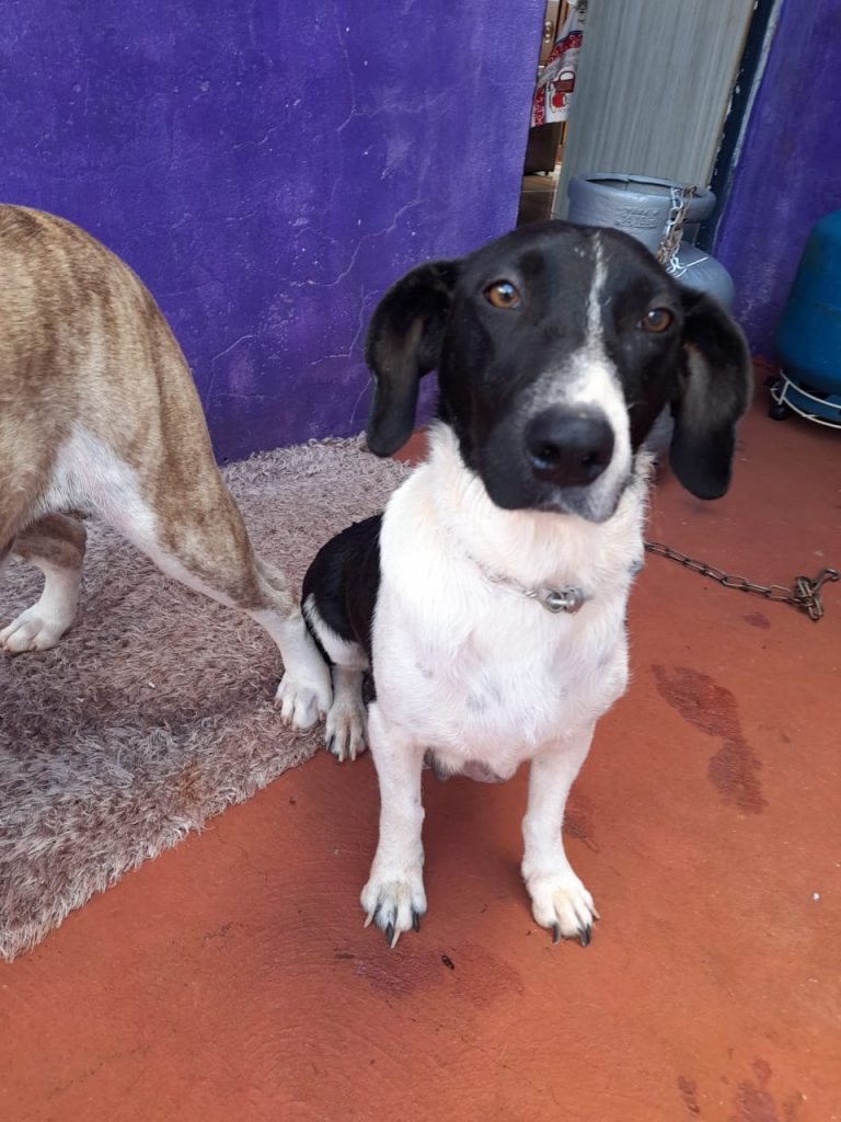 Cachorra sumiu nas proximidades do Bairro Cascavel Velho Cachorra sumiu nas proximidades do Bairro Cascavel Velho