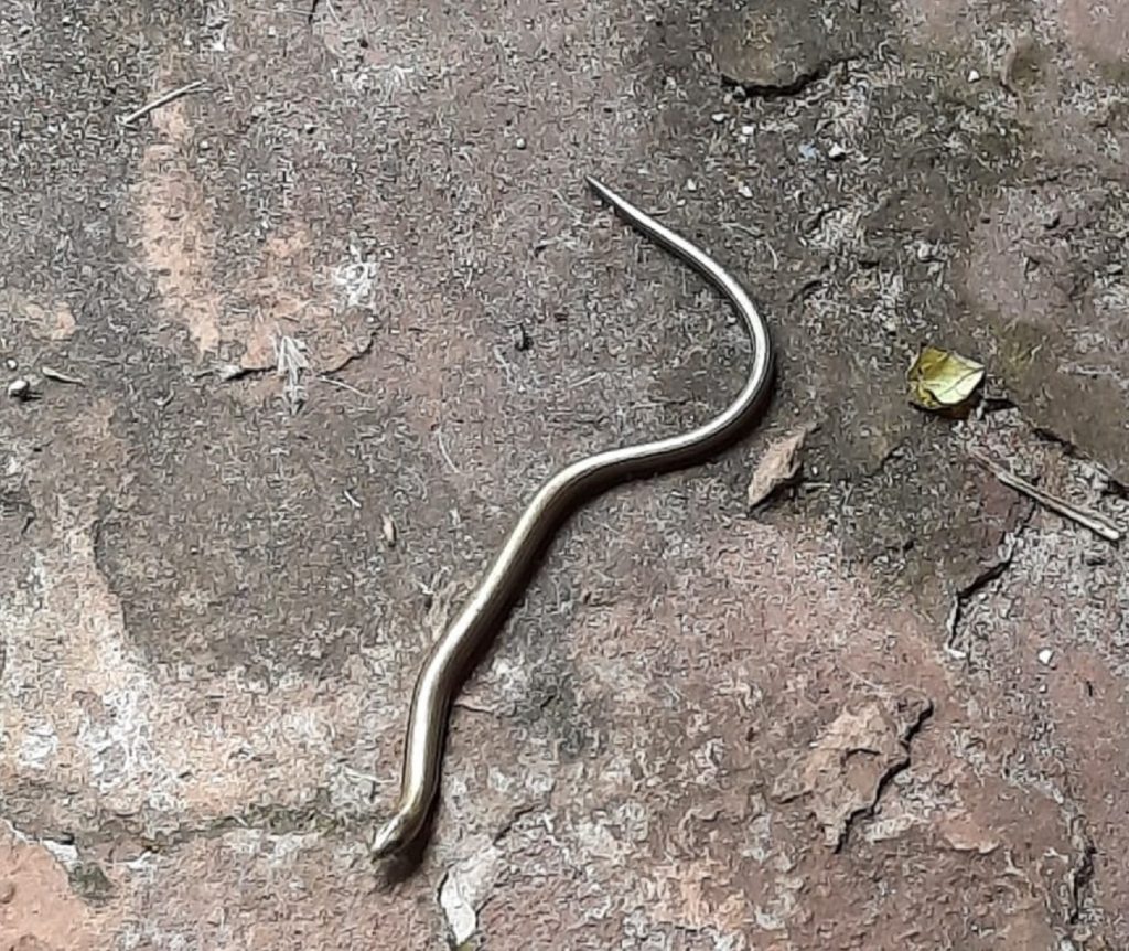 Moradora do Bairro Pioneiros Catarinenses localiza cobra nos fundos de casa