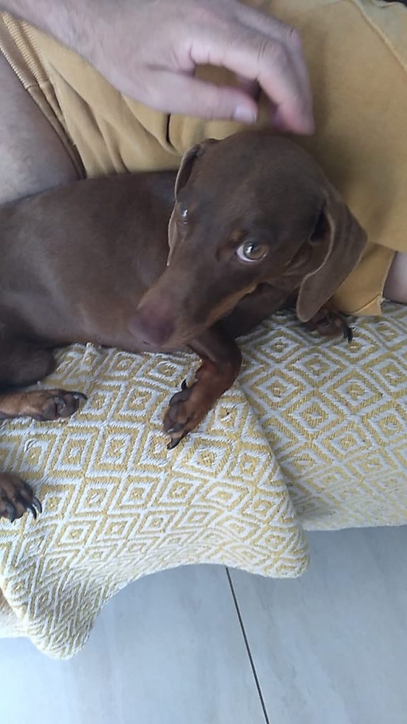 Cachorro Jack sumiu na Neva