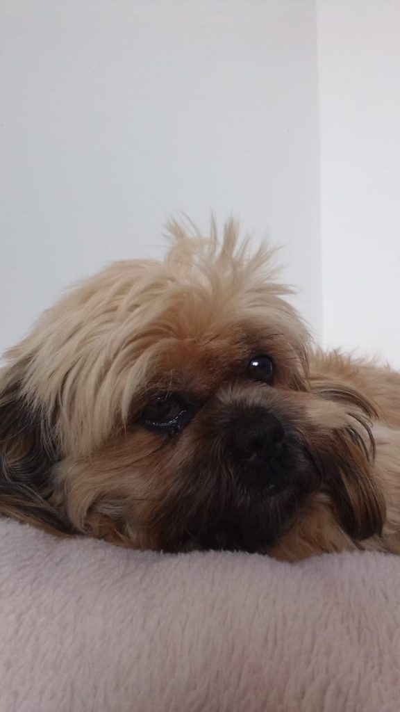 Cachorrinho sumiu do Siena