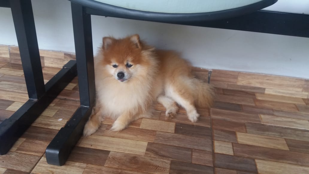 Donos oferecem recompensa por cachorrinho que desapareceu no Pioneiros Catarinenses Imagem referente a Donos oferecem recompensa por cachorrinho que desapareceu no Pioneiros Catarinenses