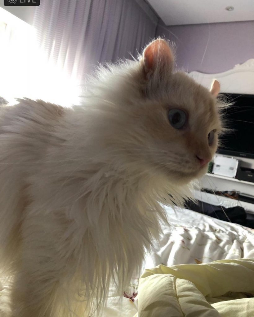 Gato ‘John Lennon’ está desaparecido na região do Bairro Maria Luíza