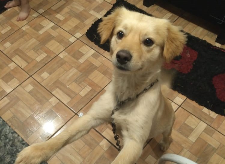 Dono procura seu cãozinho que desapareceu no Parque São Paulo