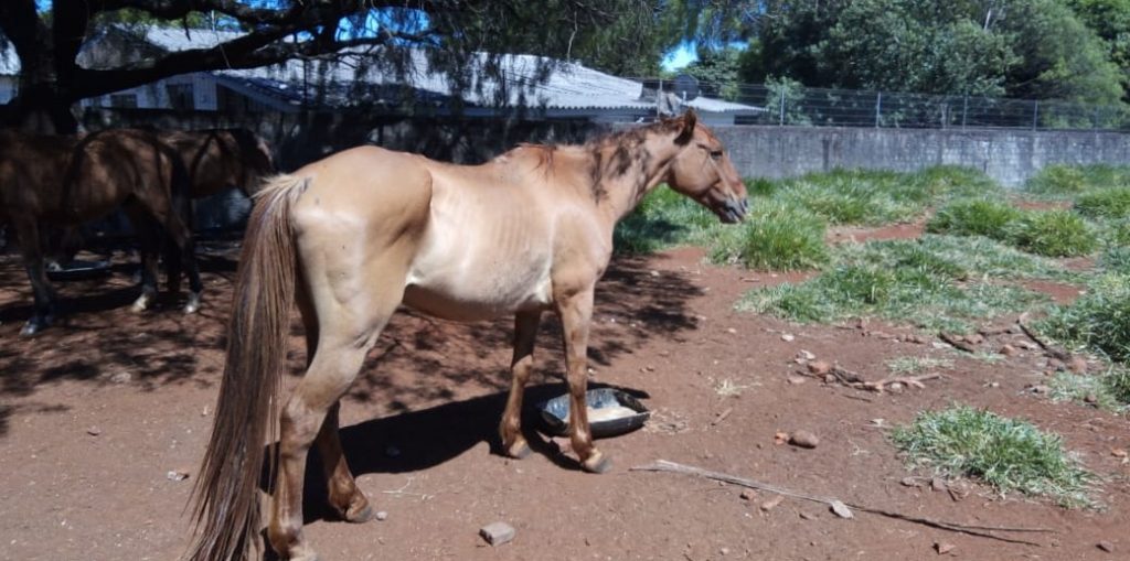 Cavalo da raça quarto de milha desaparece no Bairro Faculdade