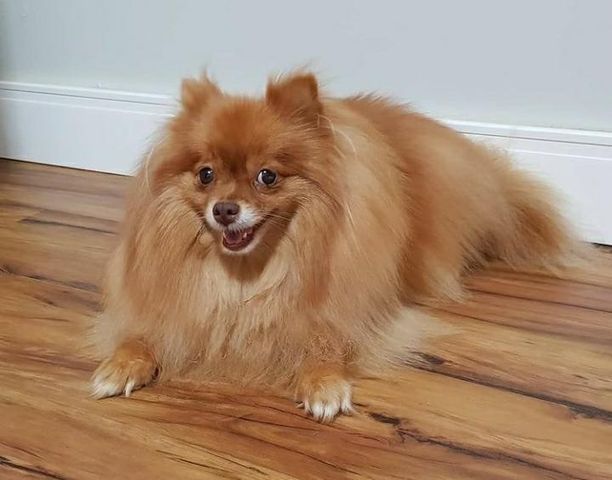 Cachorrinha ‘Mel’ está desaparecida no Maria Luiza
