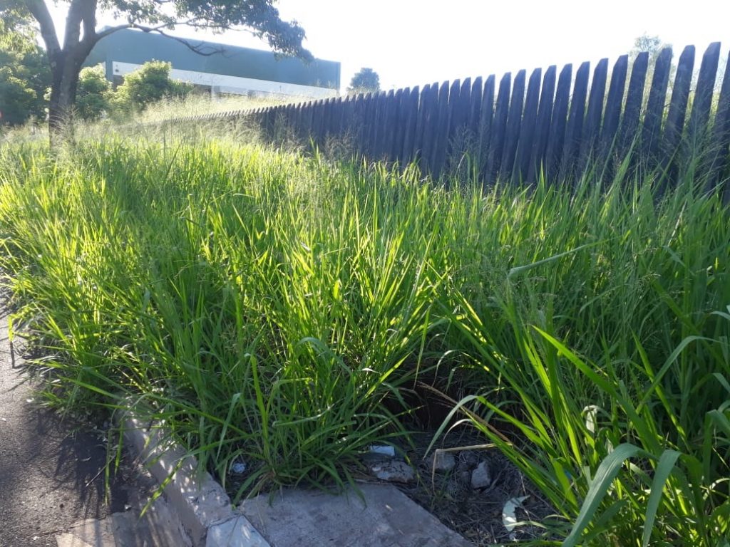 Mato alto é alvo de reclamação de morador do Bairro Santo Onofre