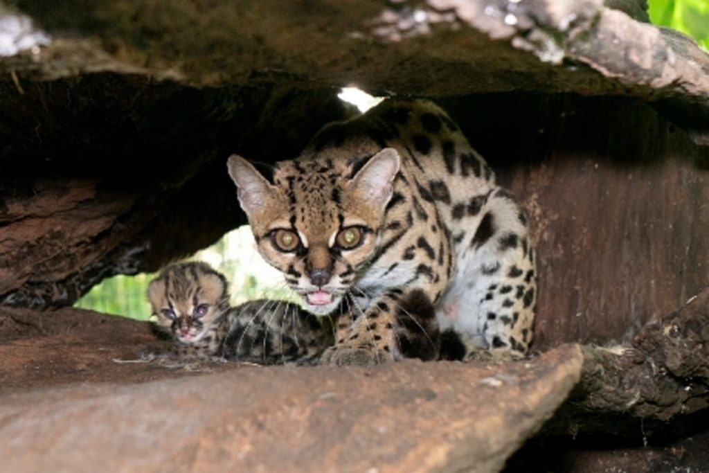 Filhote de Gato-Maracajá nasce na noite de Natal no Refúgio Biológico de Itaipu