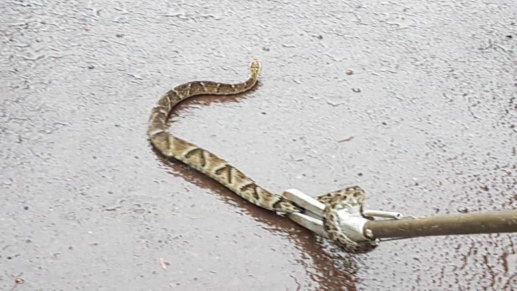 Bombeiros fazem captura de cobra que ‘apareceu’ em imóvel na Rua Samambaias, no Guarujá