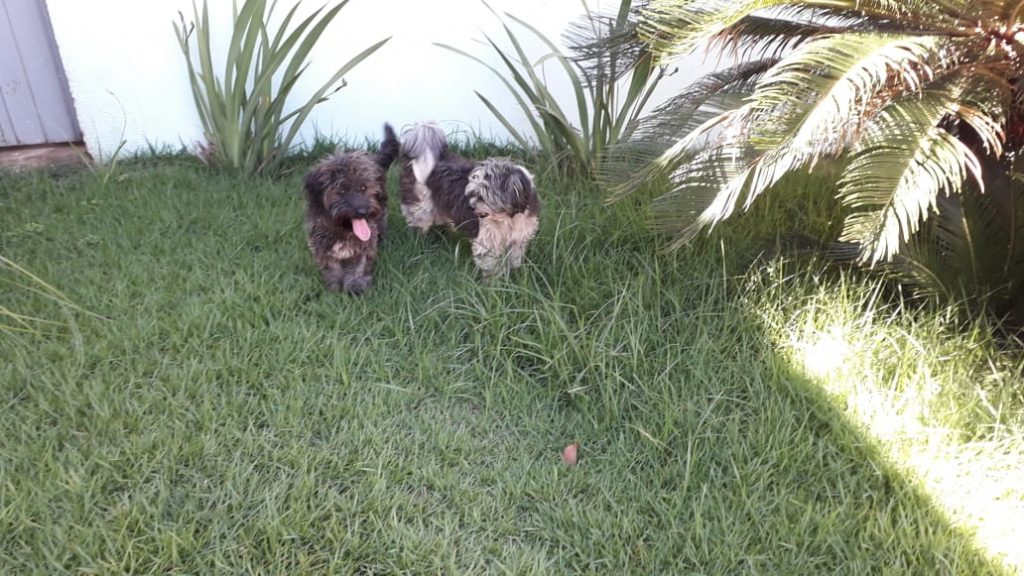 Duas cachorrinhas são encontradas no Bairro Parque São Paulo; moradora quer devolvê-las ao dono